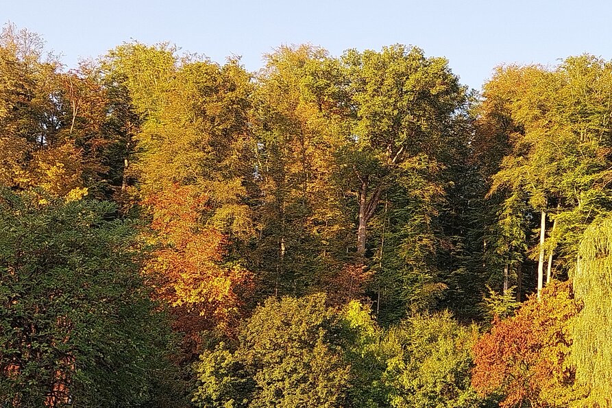 Herbst